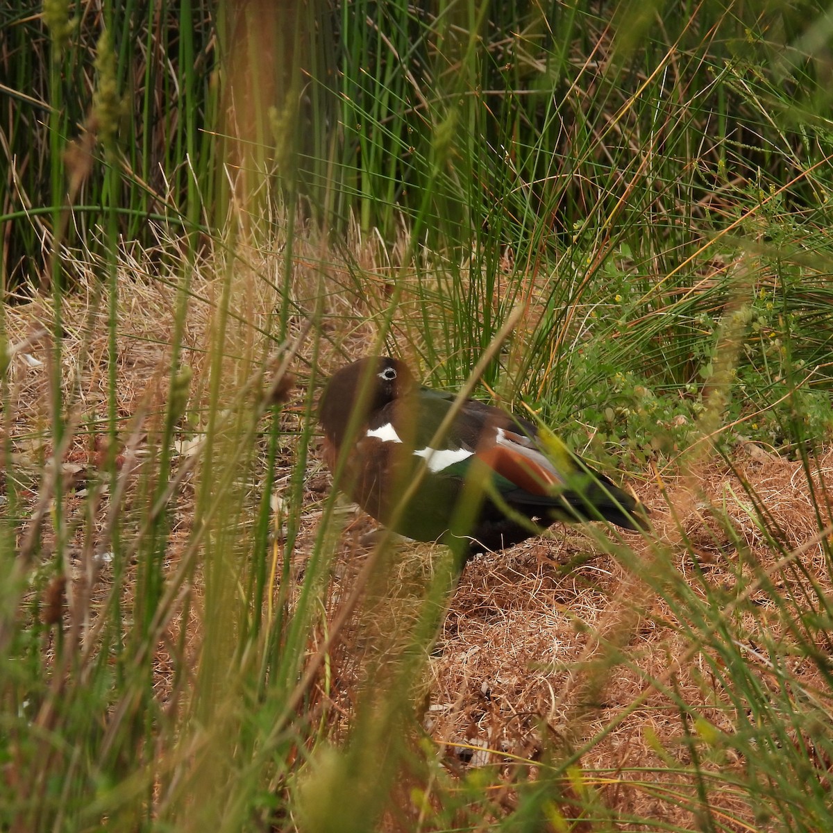Australian Shelduck - ML643807635