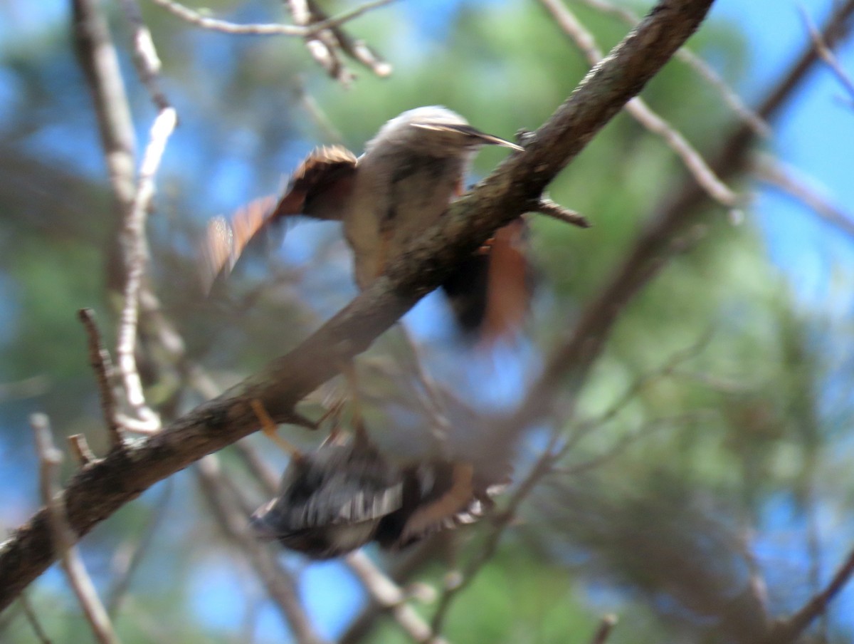 Varied Sittella - ML643807639
