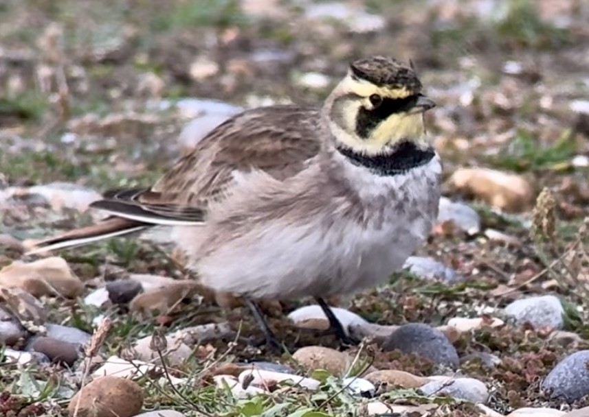 Horned Lark (Shore) - ML643807646
