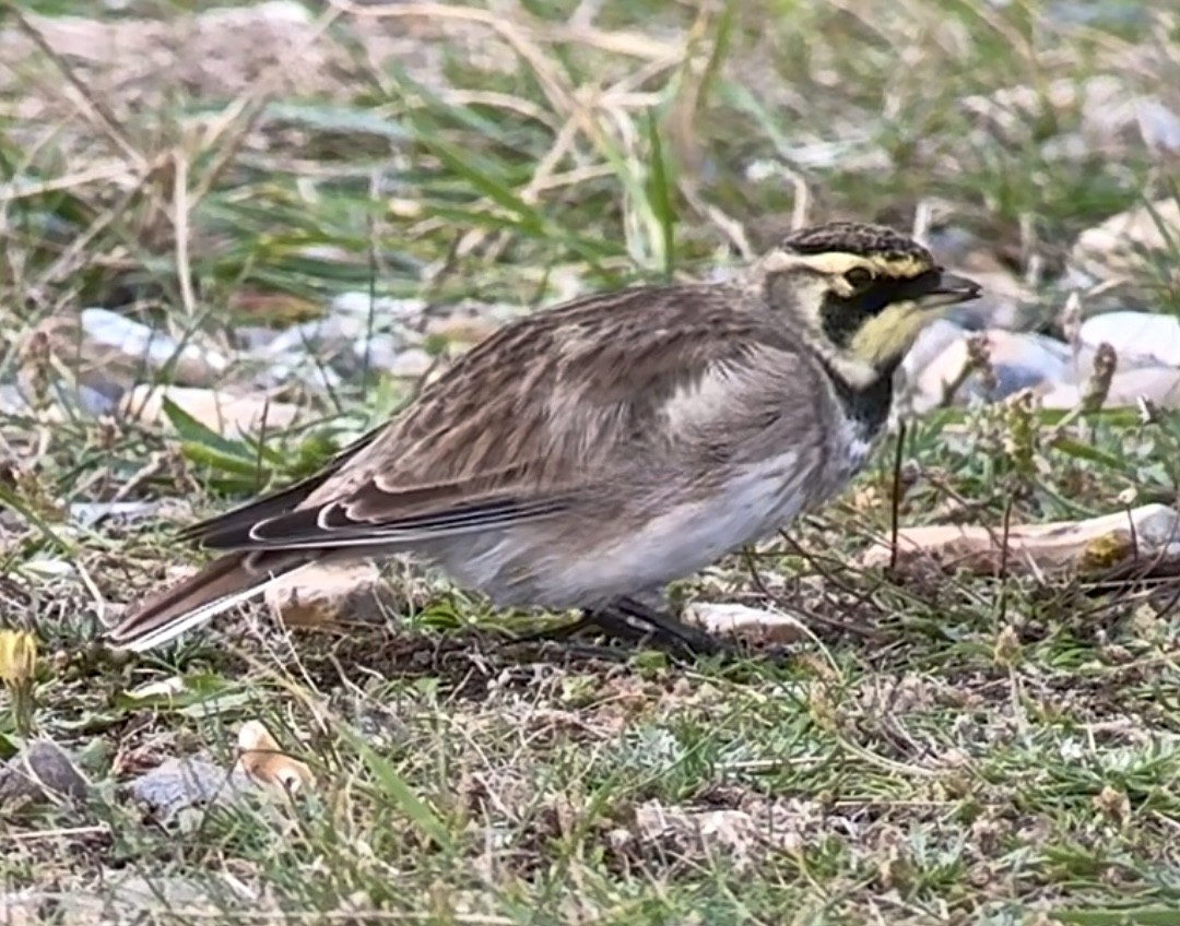 Horned Lark (Shore) - ML643807647