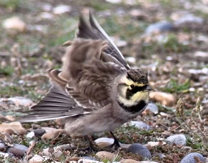 Horned Lark (Shore) - ML643807648