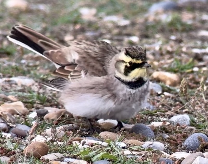 Horned Lark (Shore) - ML643807649