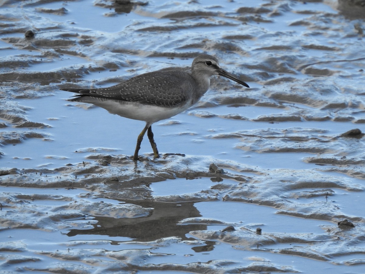 Gray-tailed Tattler - ML643807654