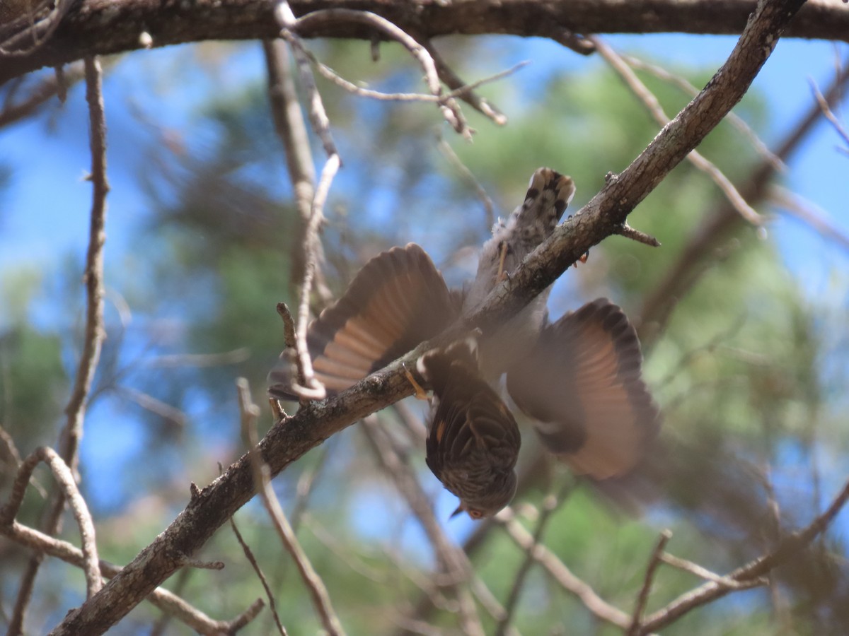 Varied Sittella - ML643807655