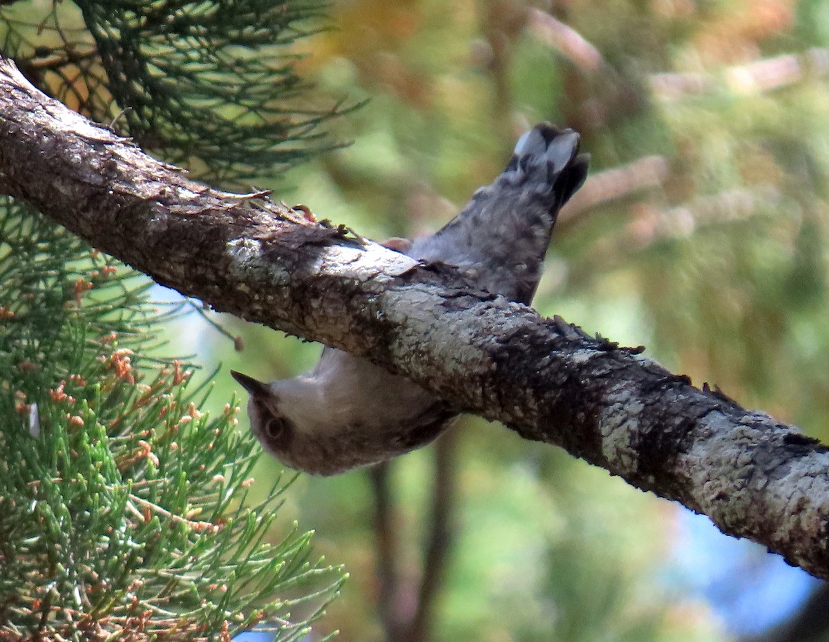 Varied Sittella - ML643807656