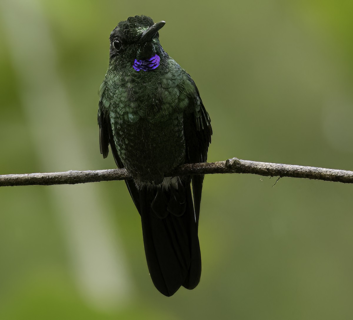 Sapphire-vented Puffleg - ML643807659