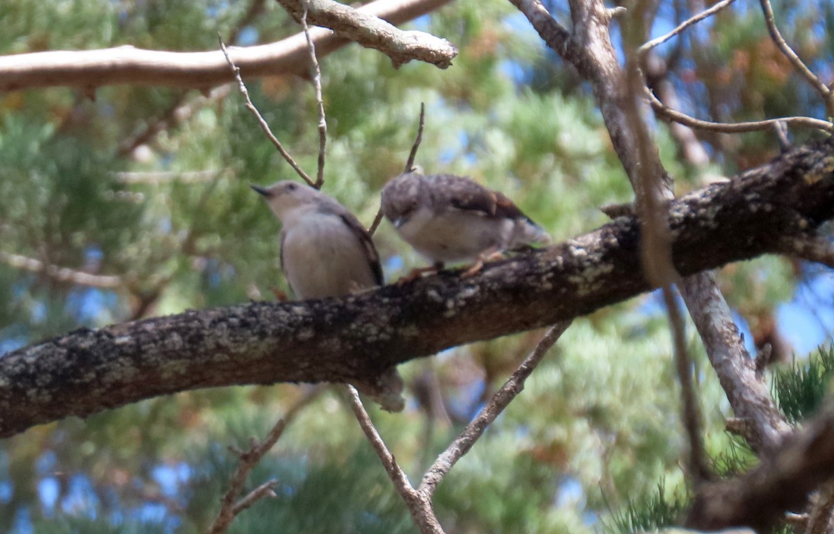 Varied Sittella - ML643807663