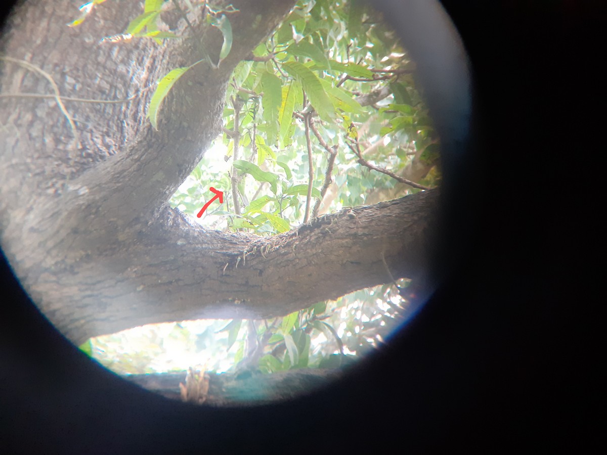 Jerdon's Leafbird - ML643807678