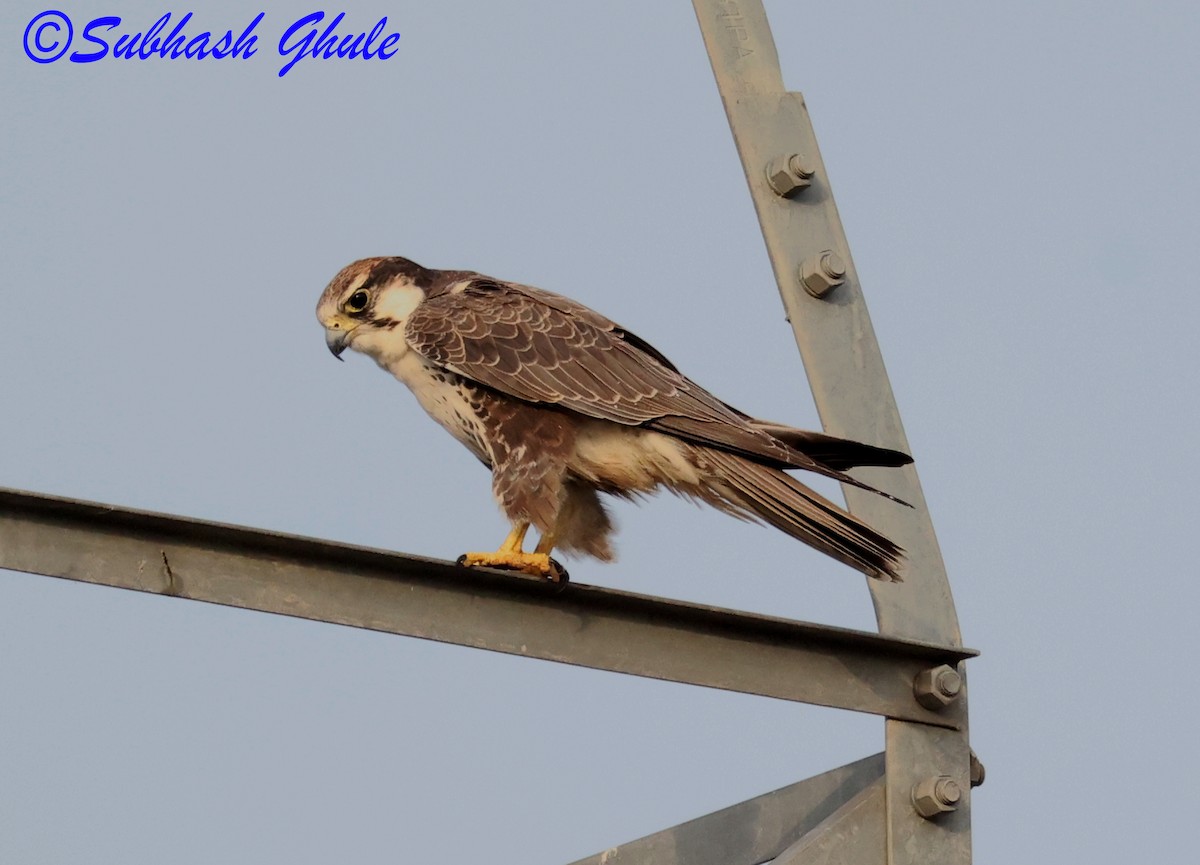 Falco laggar - ML643807696