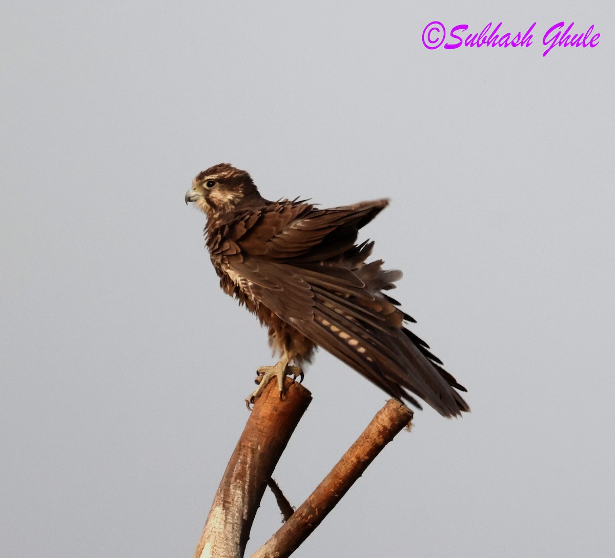 Falco laggar - ML643807697