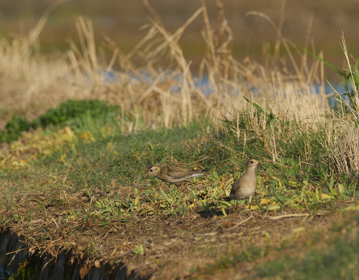 European Golden-Plover - ML643807699