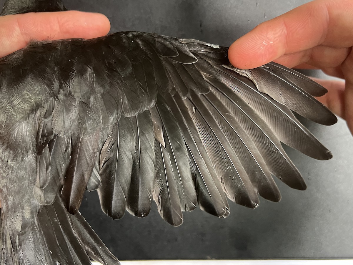 Micronesian Starling - ML643807708