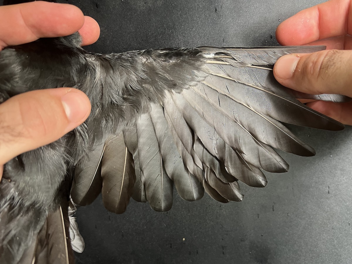 Micronesian Starling - ML643807709