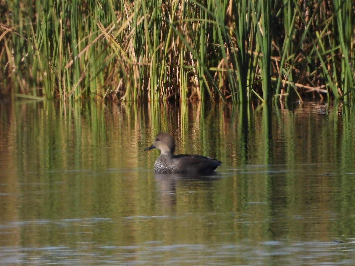 Gadwall - ML643807711