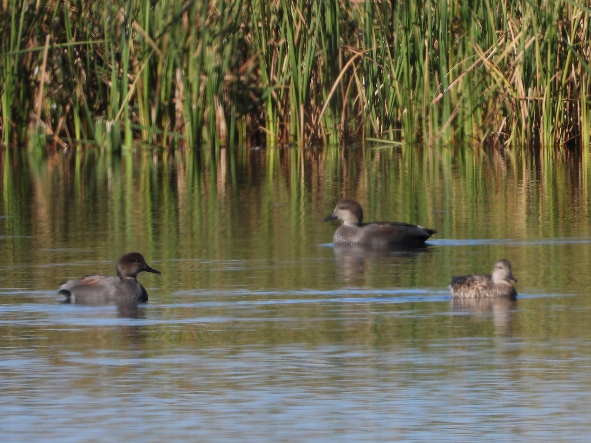 Gadwall - ML643807712