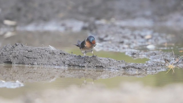 Welcome Swallow - ML643807713