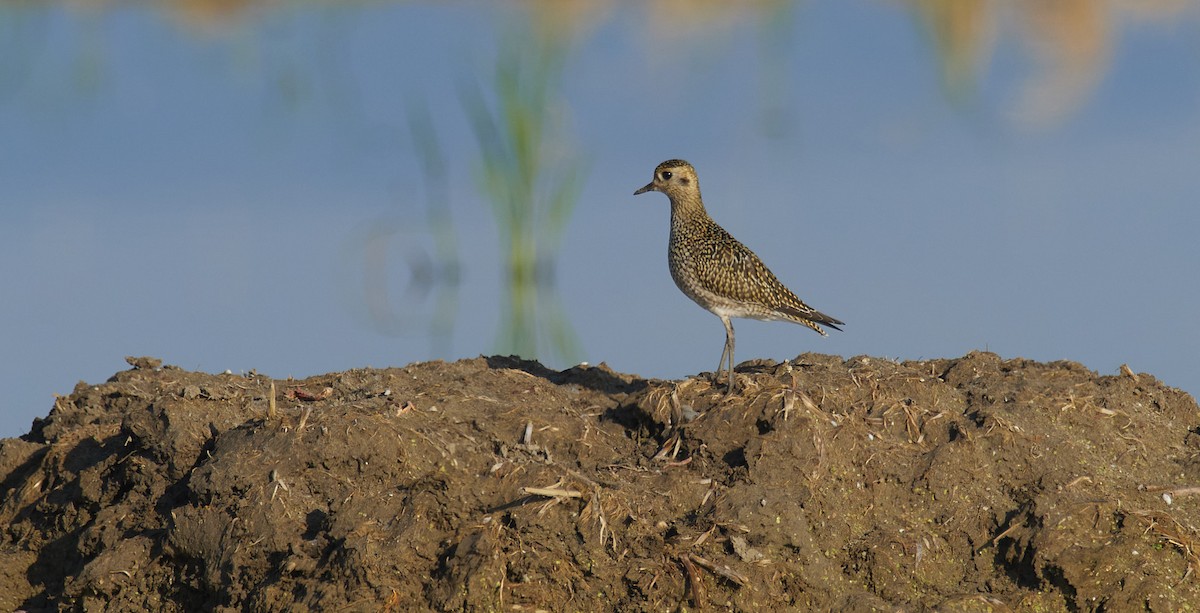 European Golden-Plover - ML643807714