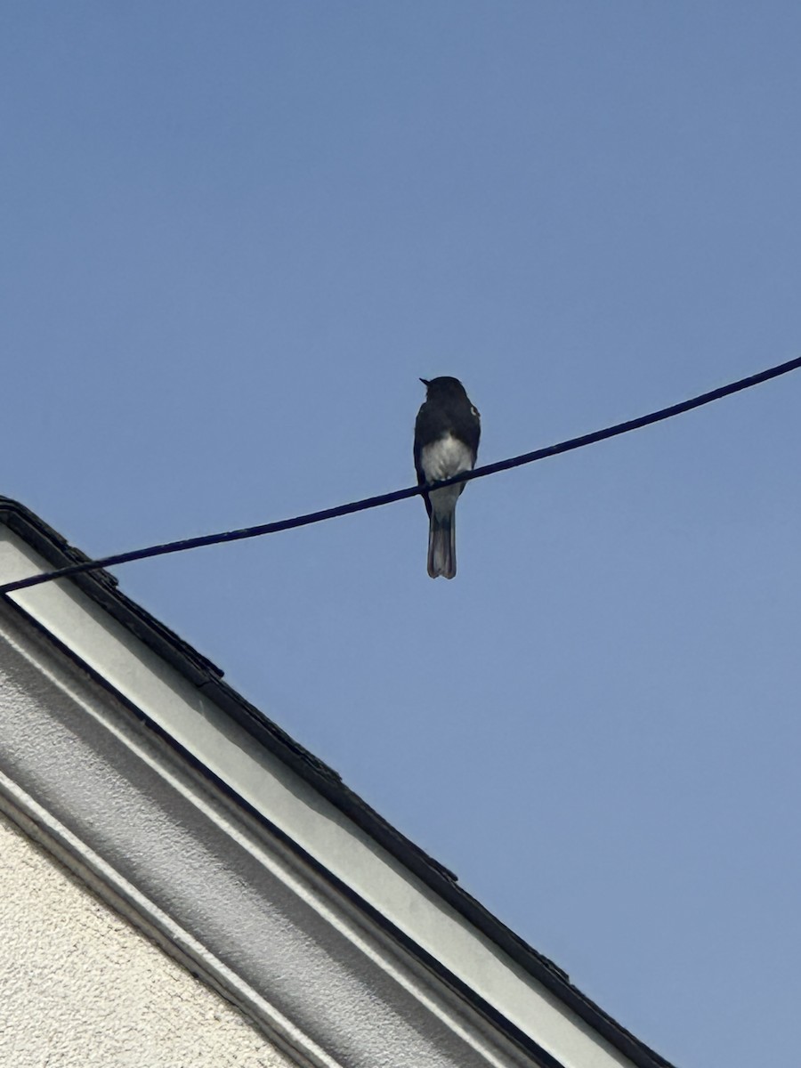 Black Phoebe (Northern) - ML643807715