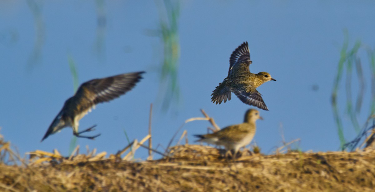 European Golden-Plover - ML643807729