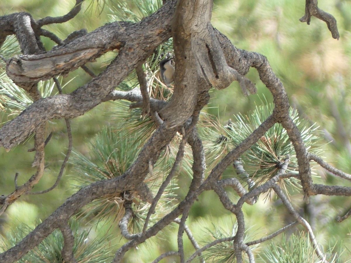 Pygmy Nuthatch - ML643807748