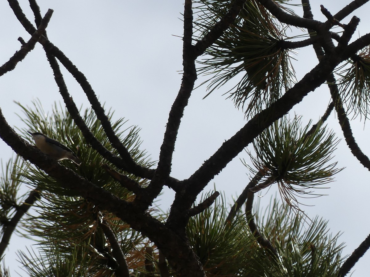 Pygmy Nuthatch - ML643807749