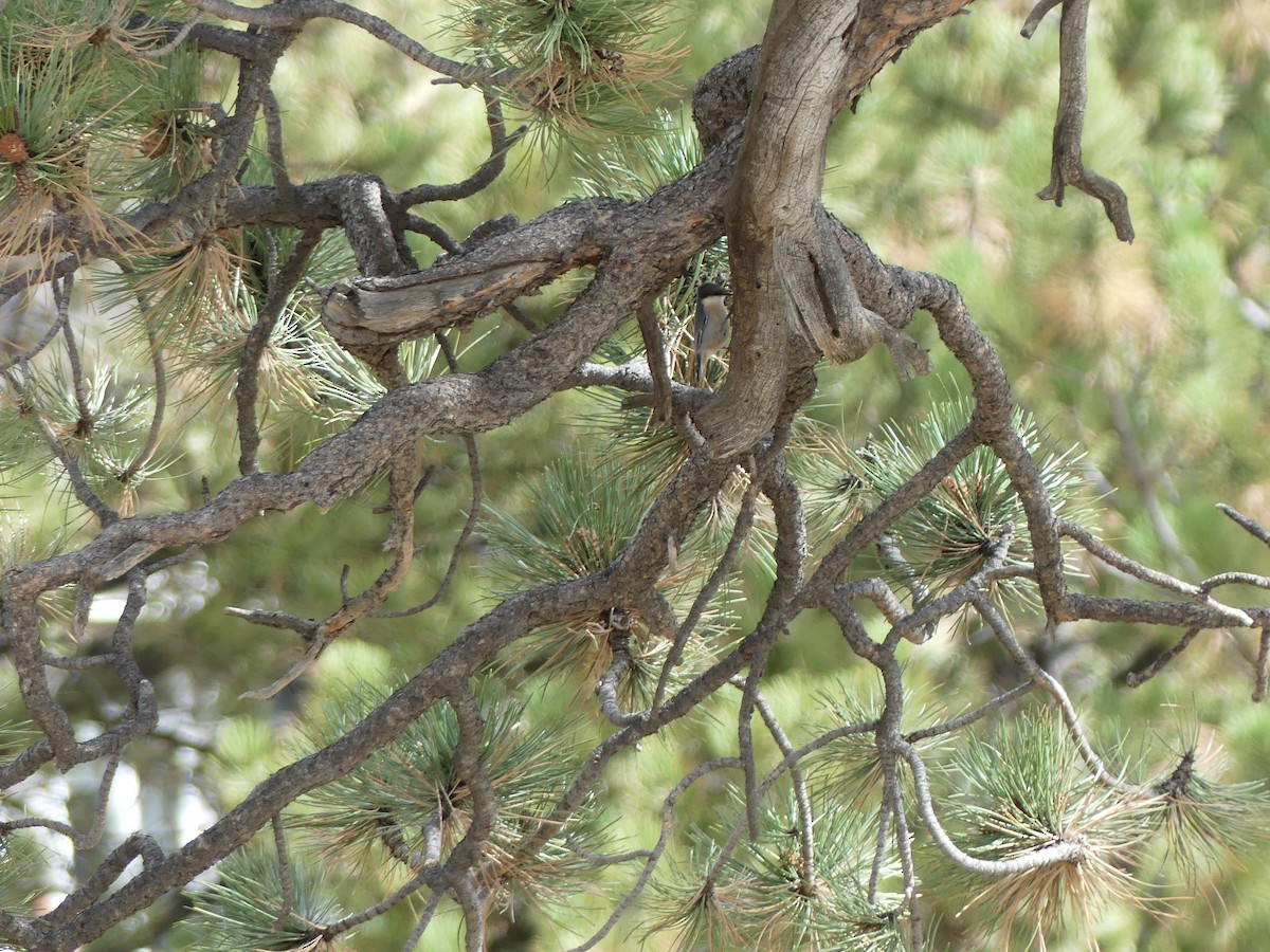 Pygmy Nuthatch - ML643807750