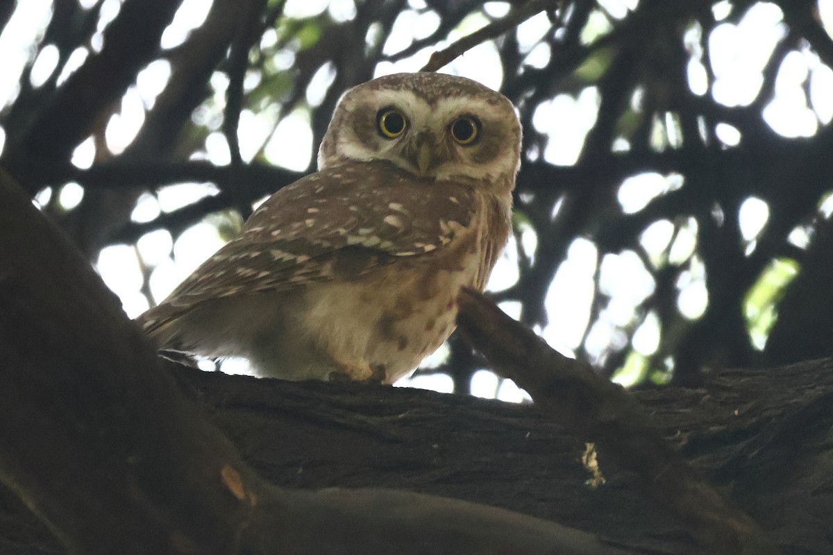 Spotted Owlet - ML643807751