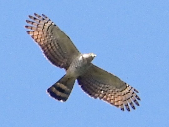 Hook-billed Kite - ML643807752