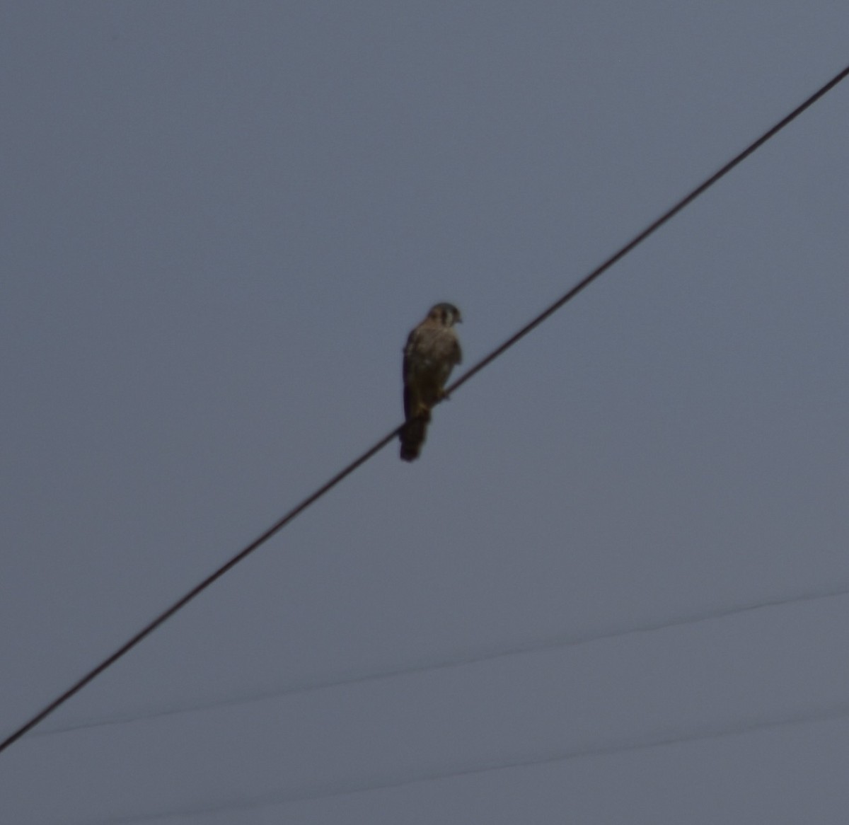 American Kestrel - ML643807764