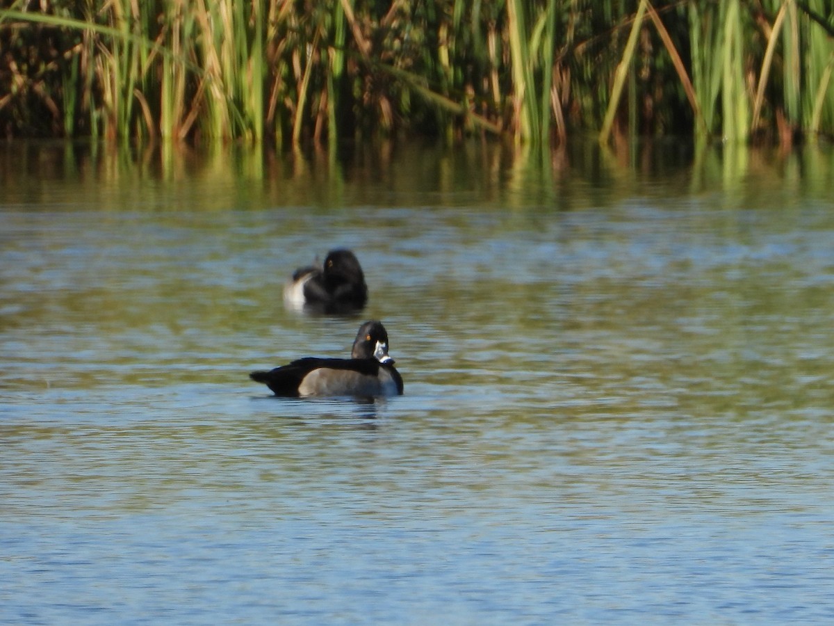 Ring-necked Duck - ML643807780