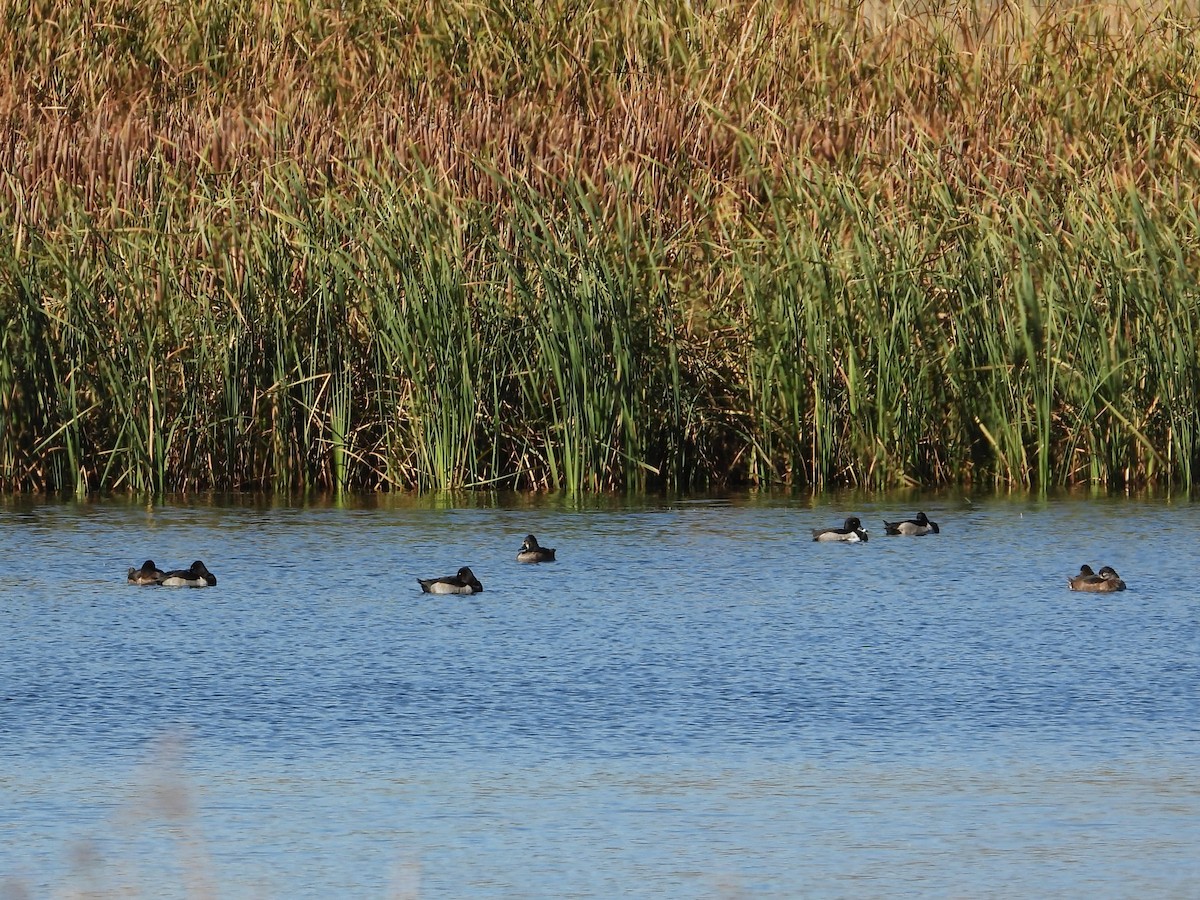 Ring-necked Duck - ML643807781