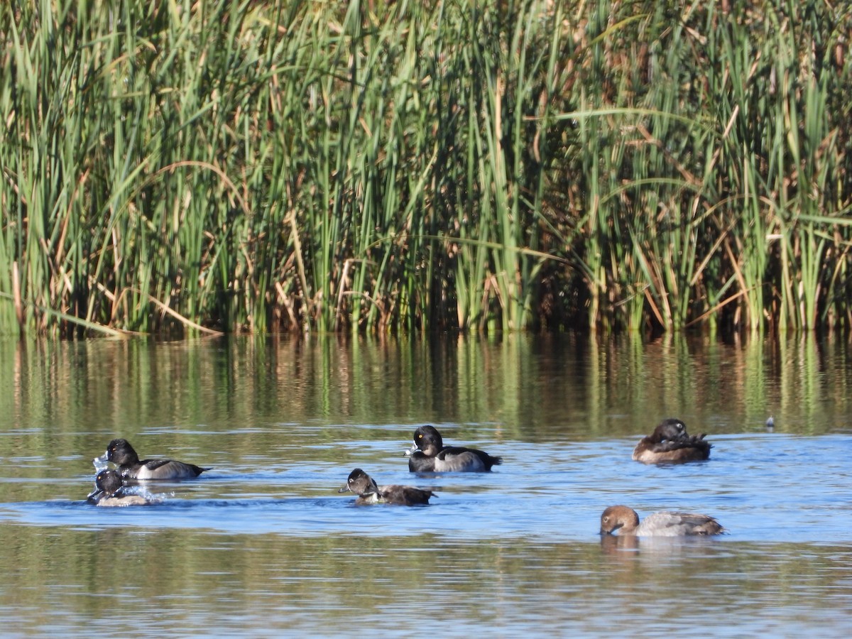 Ring-necked Duck - ML643807783