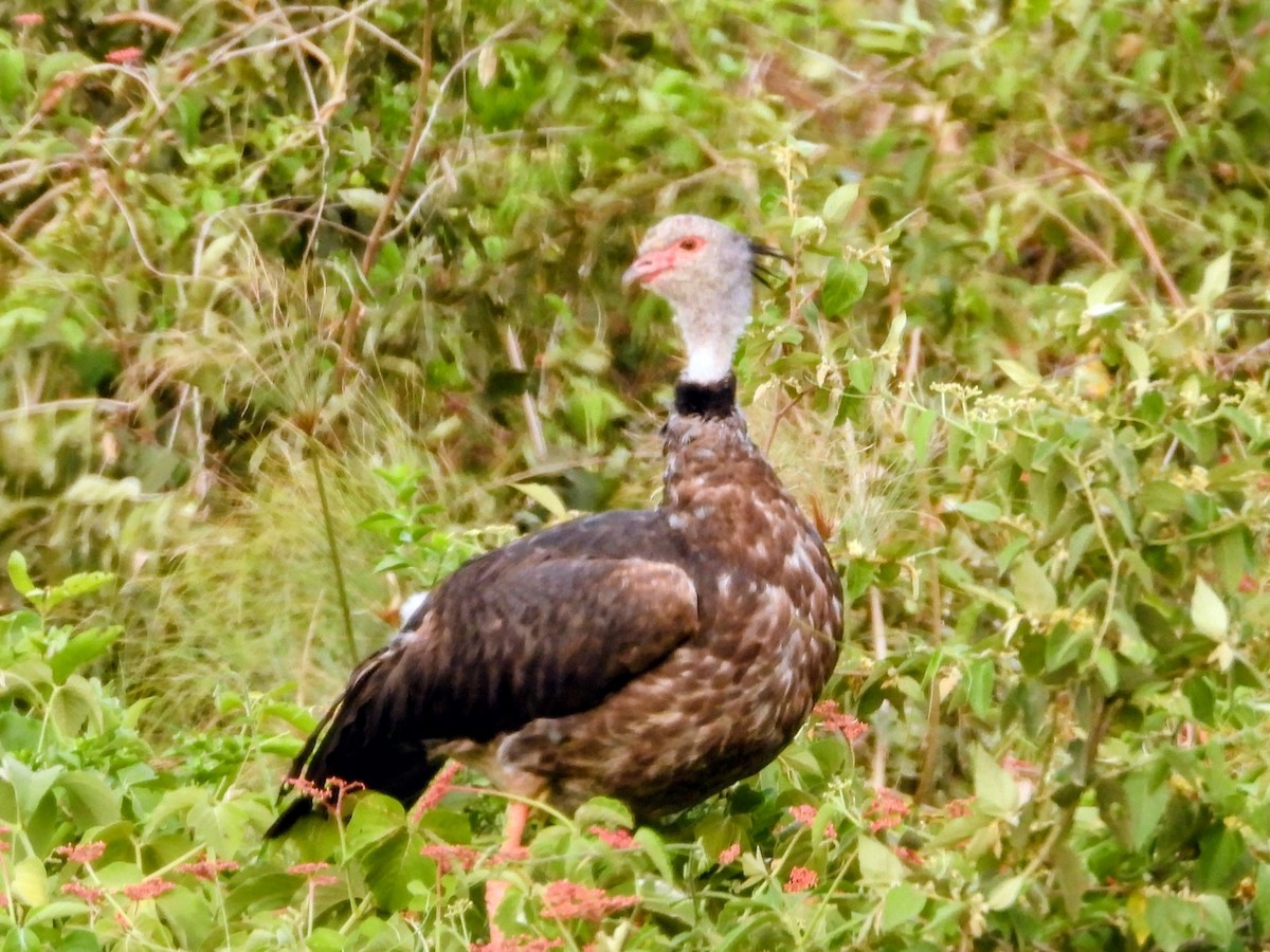 Southern Screamer - ML643807794