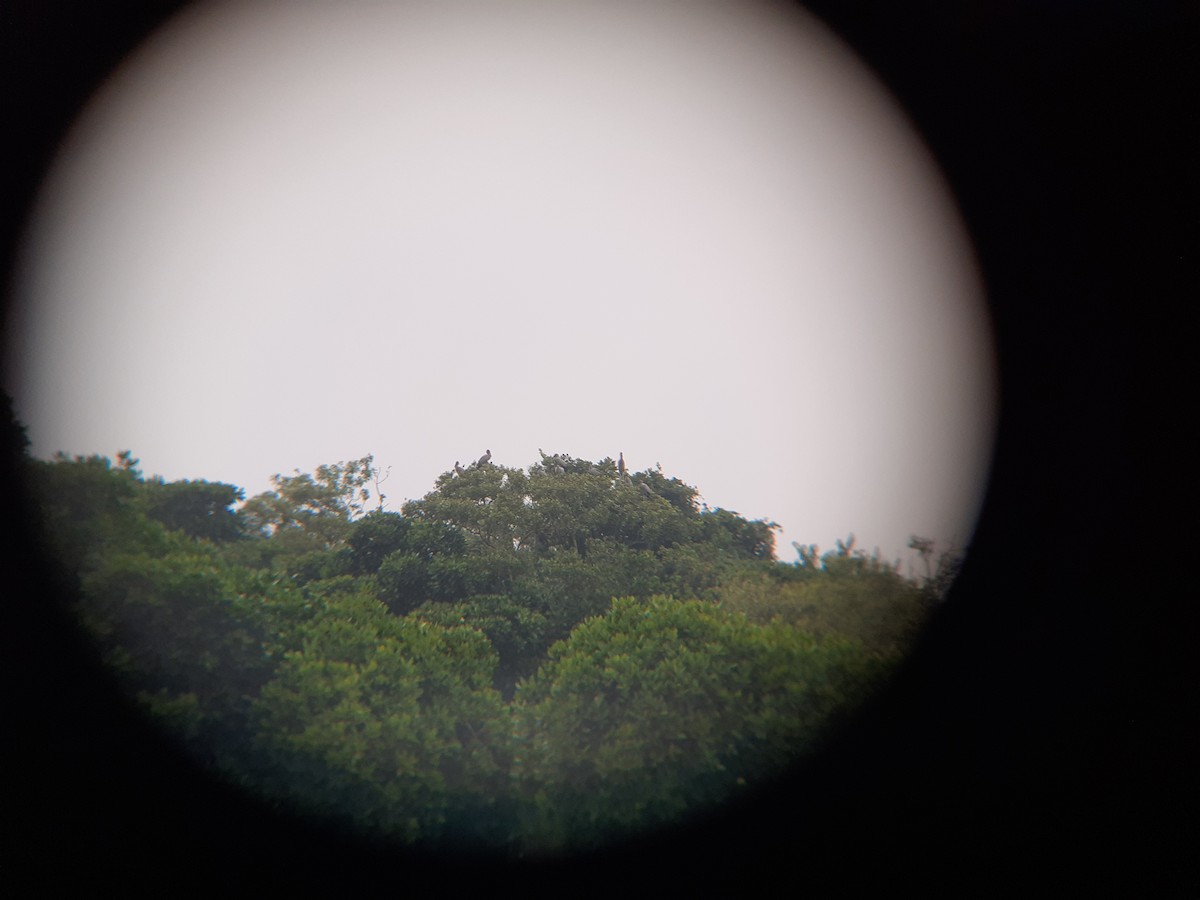 Painted Stork - ML643807798