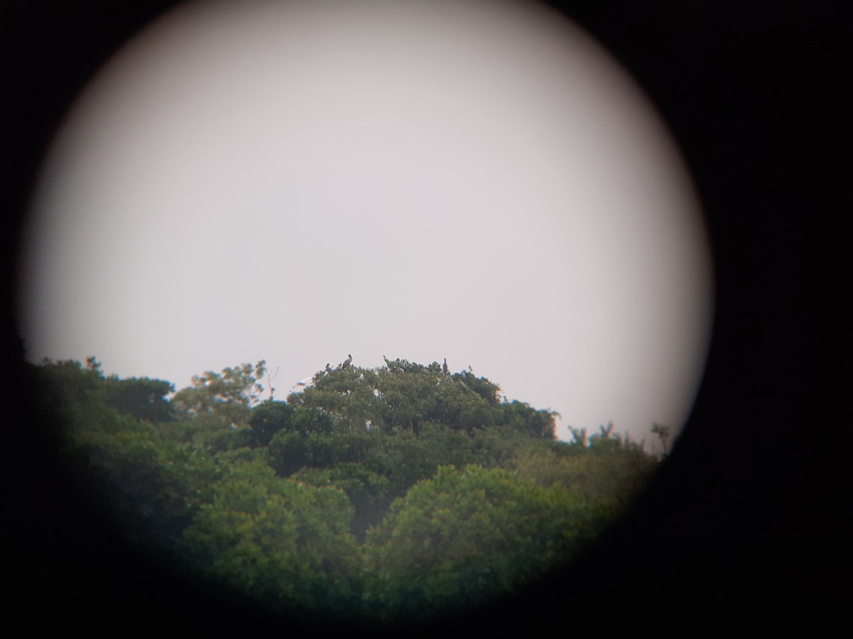 Painted Stork - ML643807800