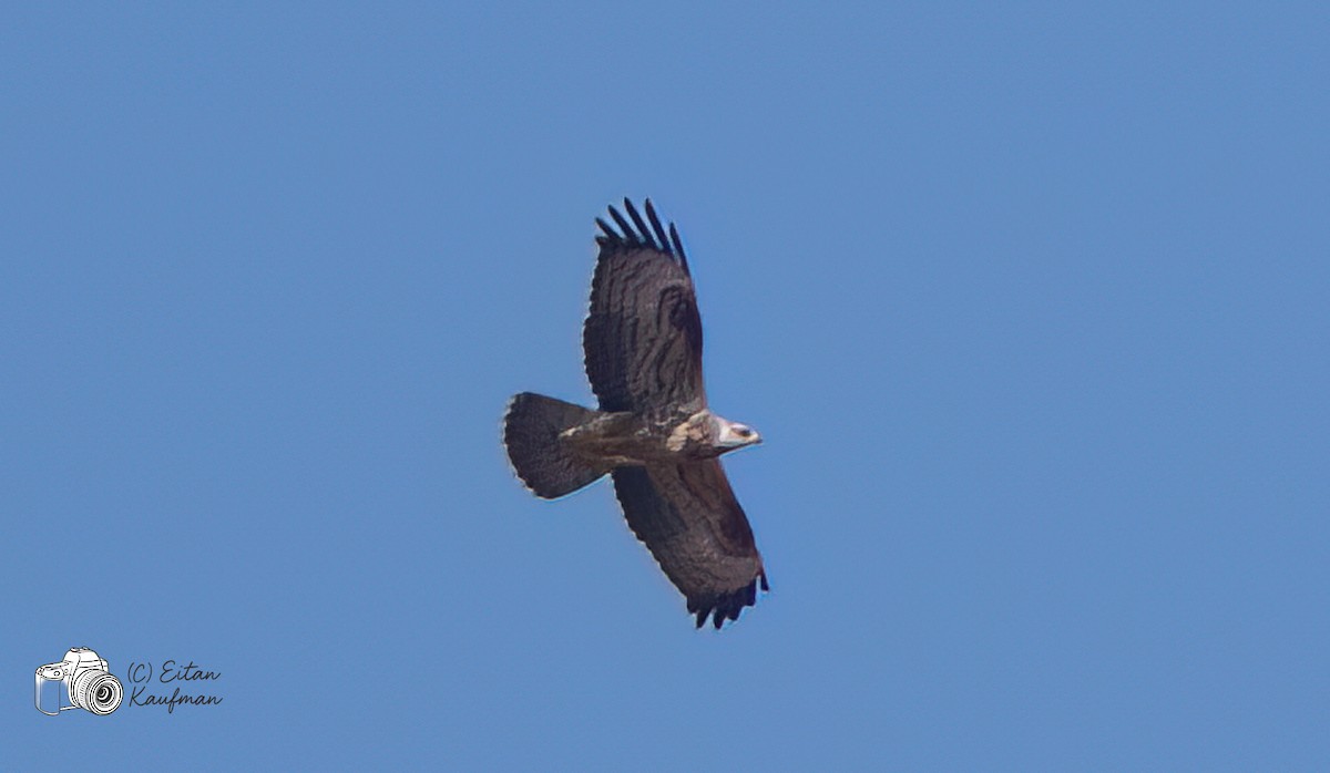 Балч гоорбис - ML643807805