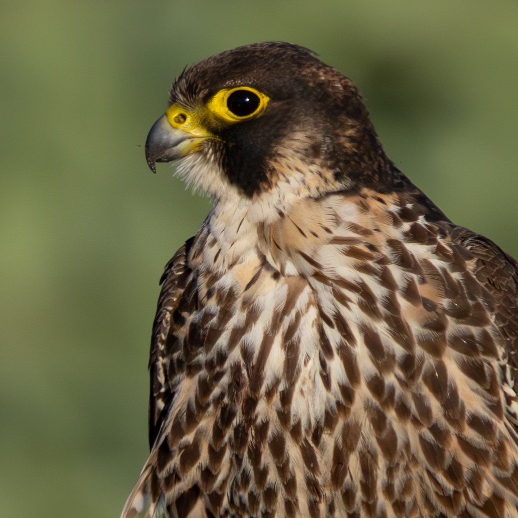 Peregrine Falcon - ML643807815