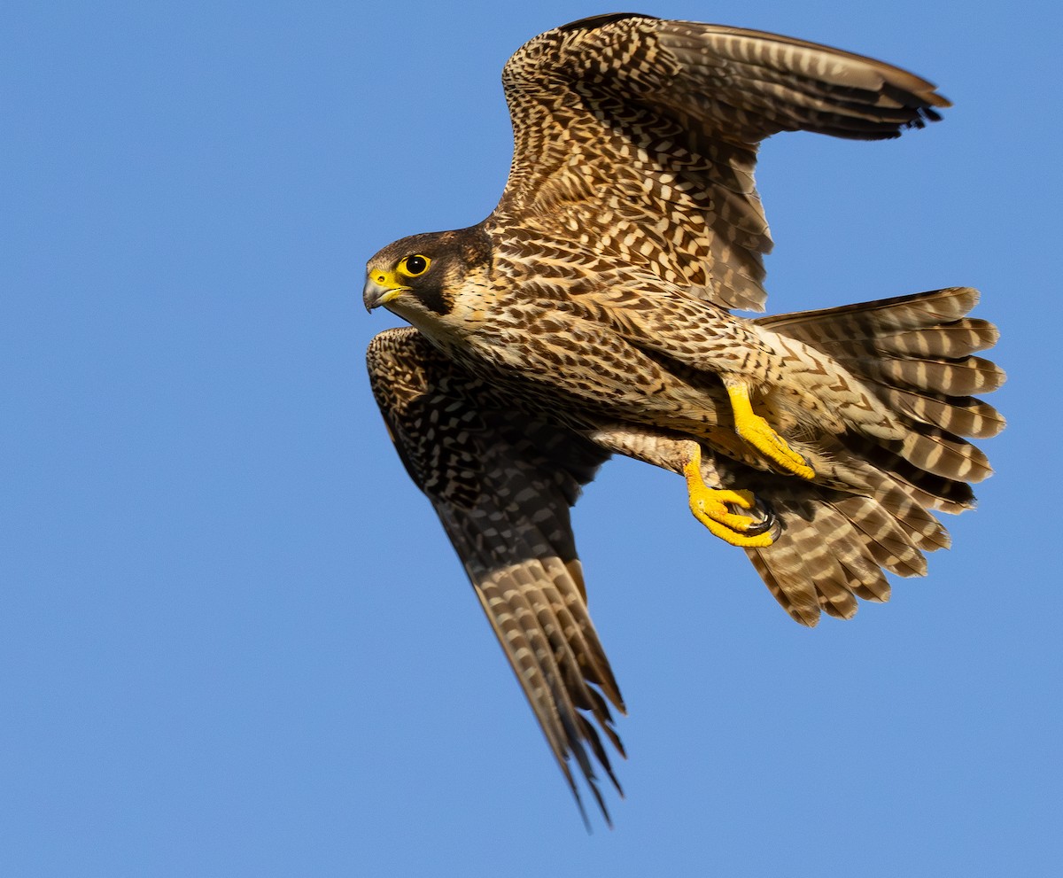 Peregrine Falcon - ML643807816