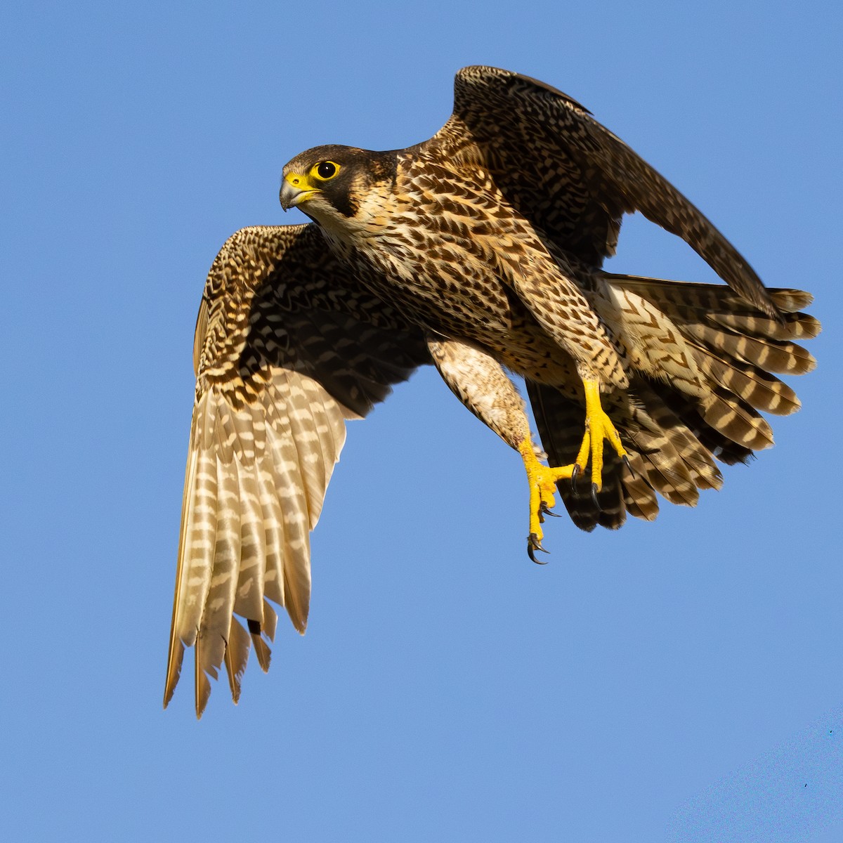 Peregrine Falcon - ML643807818