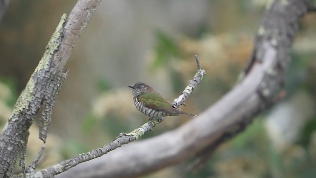 Shining Bronze-Cuckoo (Golden) - ML643807820