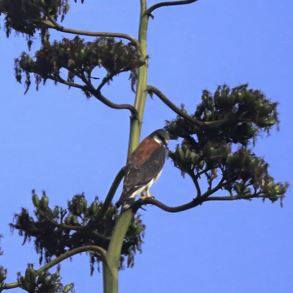 Variable Hawk - ML643807830