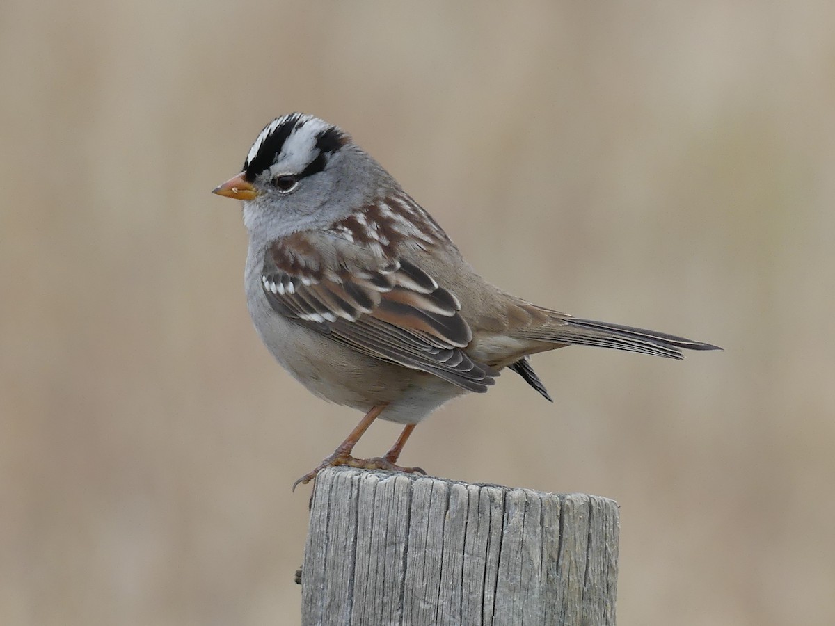 White-crowned Sparrow - ML643807831