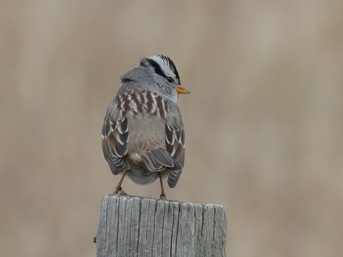 White-crowned Sparrow - ML643807832