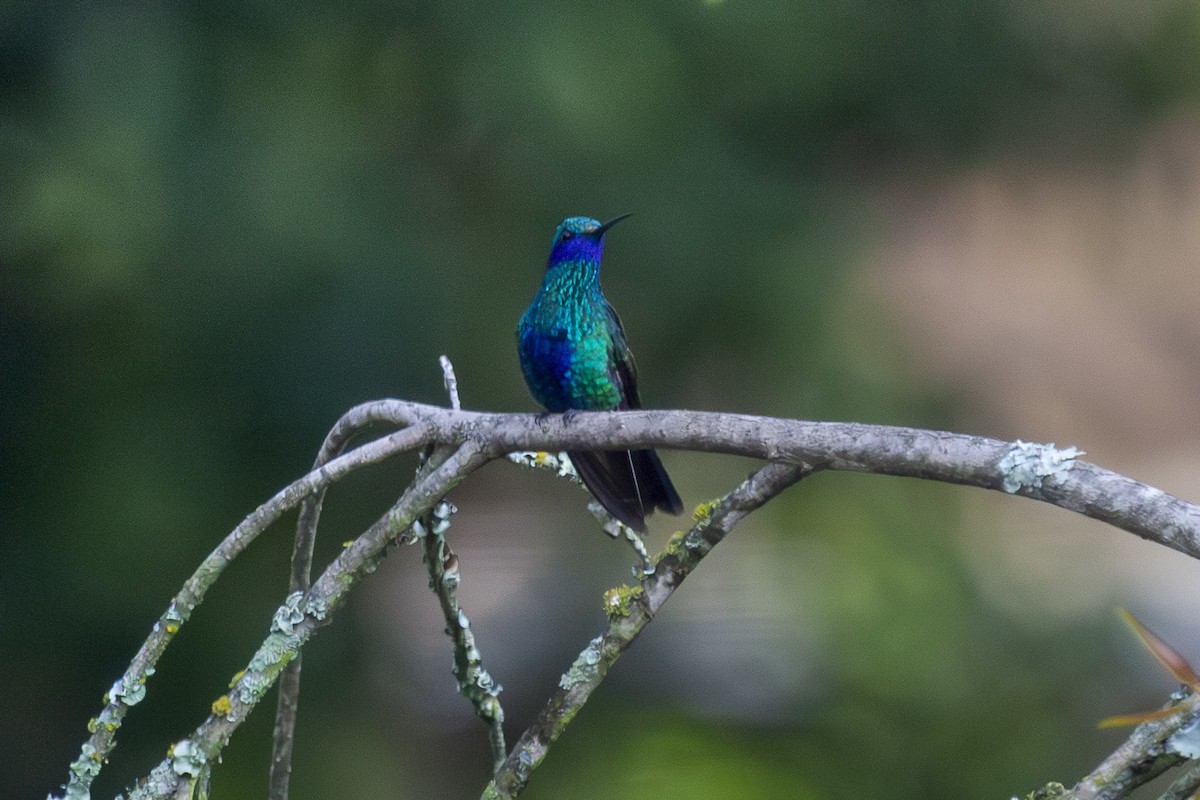 Sparkling Violetear - ML643807834