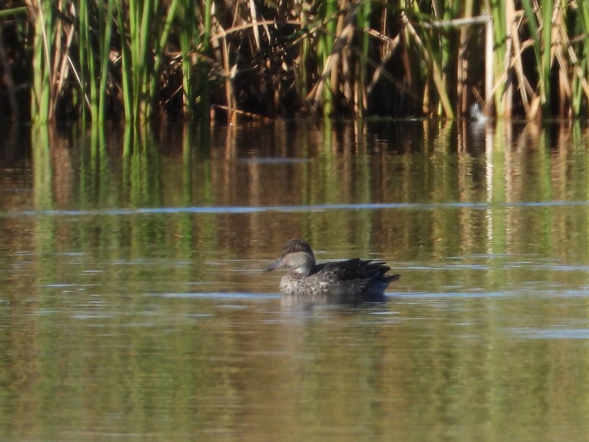 Green-winged Teal - ML643807839
