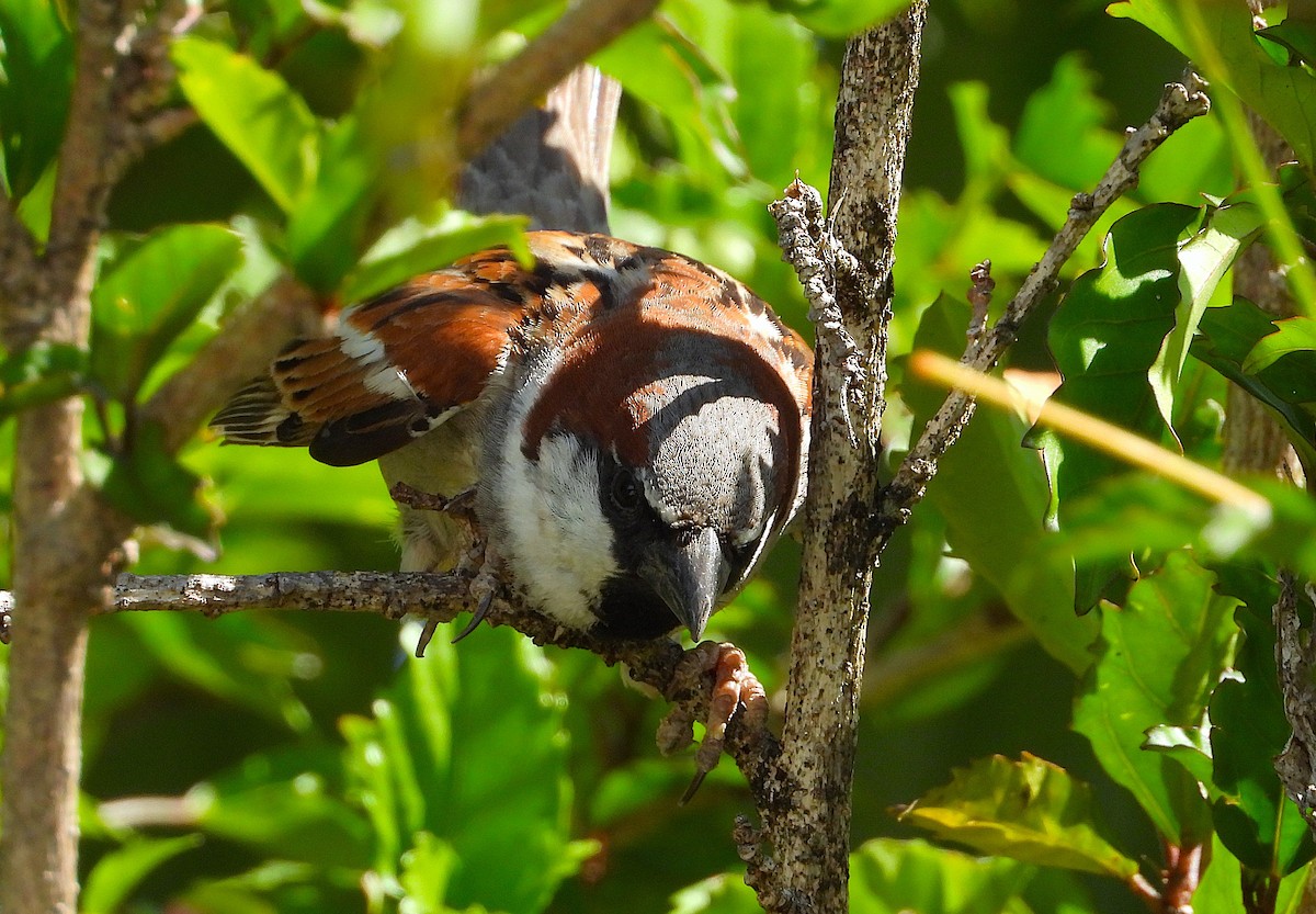 House Sparrow - ML643807846