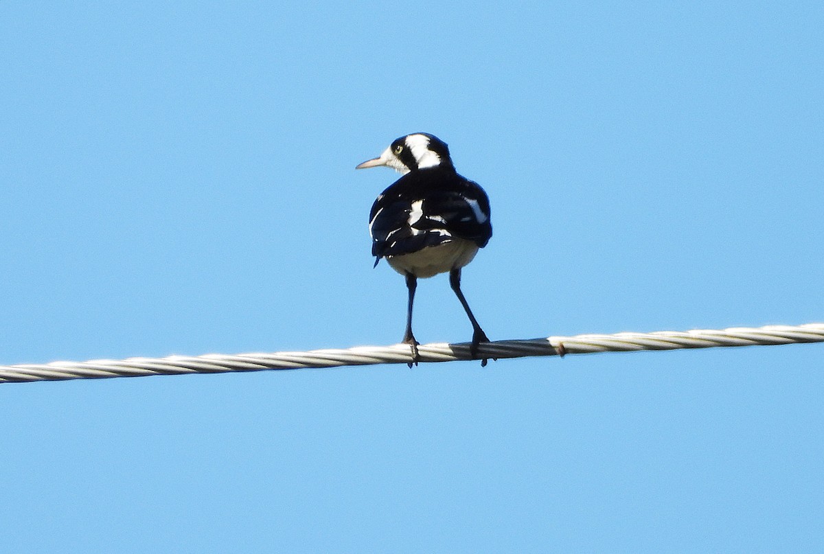 Magpie-lark - ML643807864