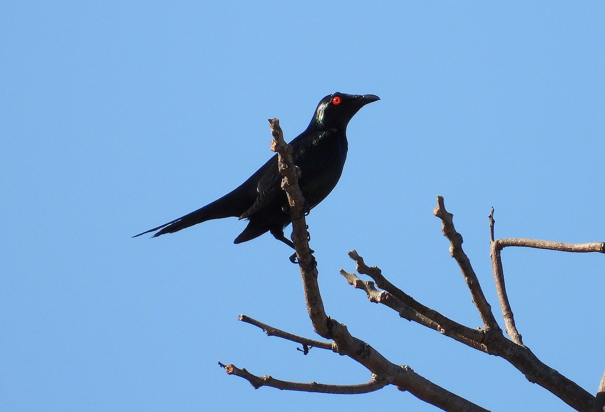 Metallic Starling - ML643807877