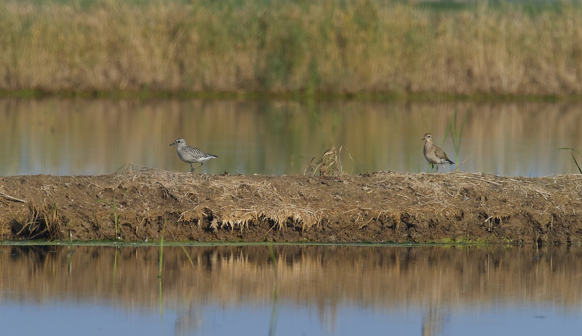 European Golden-Plover - ML643807880