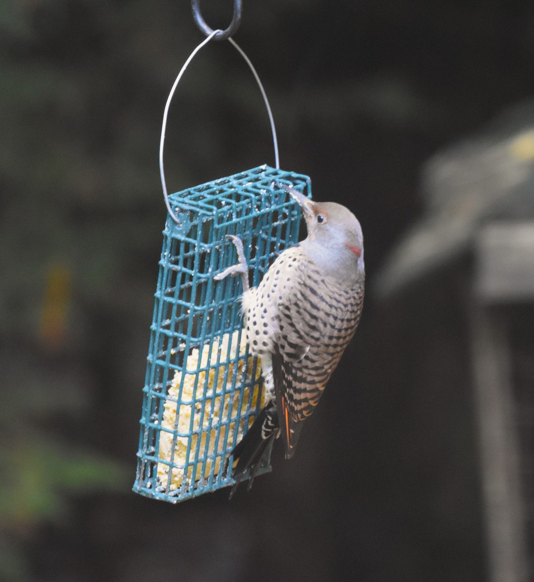 Northern Flicker (Yellow-shafted x Red-shafted) - ML643807889